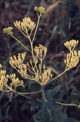 Arnoglossum atriplicifolium (L.) H.Rob. (pale Indian-plantain), buds, stem, leaves