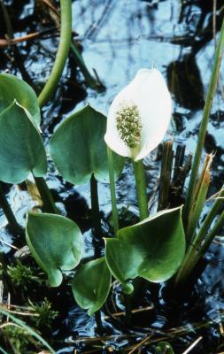 Calla palustris L. (water arum), habit