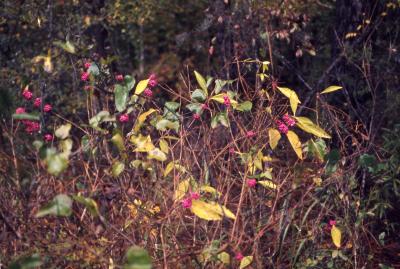 Callicarpa americana L. (American beautyberry), habit