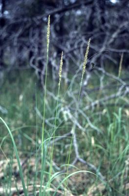 Calamagrostis stricta ssp. inexpansa (A. Gray) C.W. Greene (slim-stem reed grass), habit
