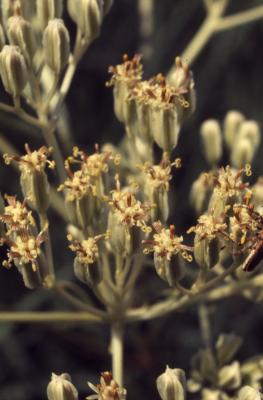 Arnoglossum plantagineum Raf. (prairie Indian-plantain), close-up of flowers and buds