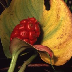 Calla palustris L. (water arum), close-up of fruit