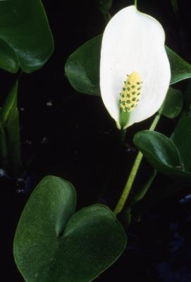 Calla palustris L. (water arum), flower and leaf