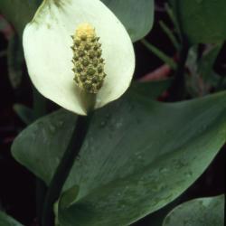 Calla palustris L. (water arum), close-up of flower