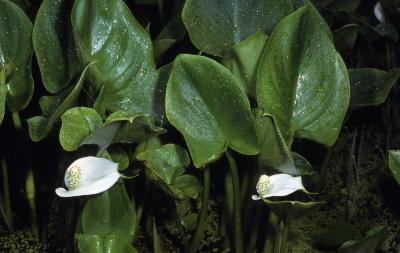 Calla palustris L. (water arum), leaves and flowers