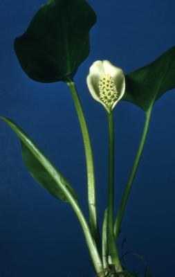 Calla palustris L. (water arum), flower, leaves, and stems