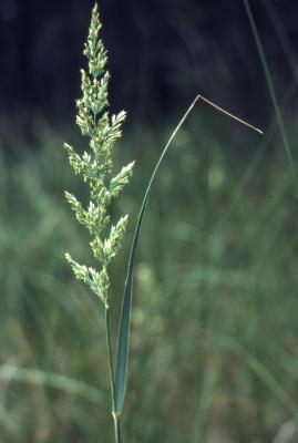 Calamagrostis stricta ssp. inexpansa (A. Gray) C.W. Greene (slim-stem reed grass), inflorescence 