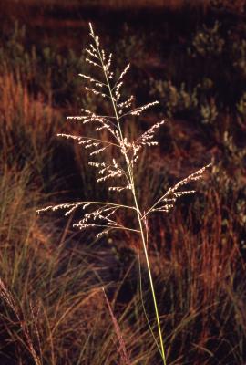 Calamovilfa longifolia (Hook.) Scribn. (prairie sandreed), habit