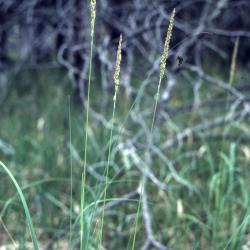 Calamagrostis stricta ssp. inexpansa (A. Gray) C.W. Greene (slim-stem reed grass), habit
