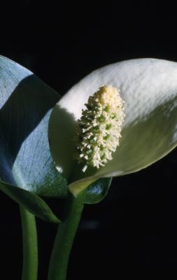 Calla palustris L (water arum), close-up of flower