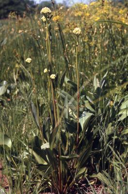 Arnoglossum plantagineum Raf. (prairie Indian-plantain), habit