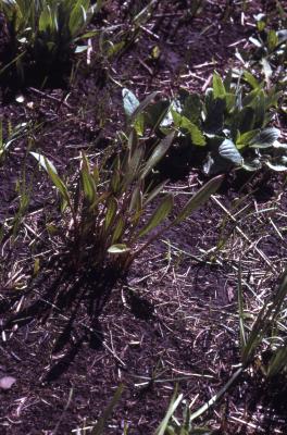 Arnoglossum atriplicifolium (L.) H.Rob. (pale Indian-plantain) and Arnoglossum plantagineum Raf. (prairie Indian-plantain), habits