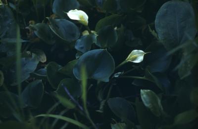 Calla palustris L. (water arum), habit