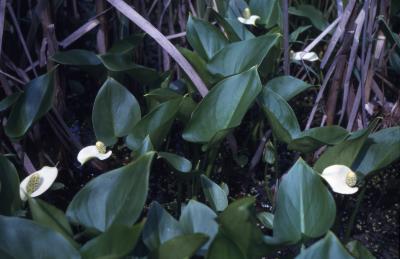Calla palustris L. (water arum), habit 