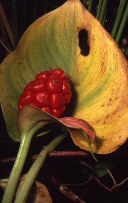 Calla palustris L. (water arum), close-up of fruit
