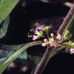 Callicarpa americana L. (American beautyberry), close-up of flowers