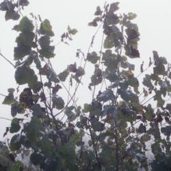 Populus deltoides (eastern cottonwood), leaves on young tree