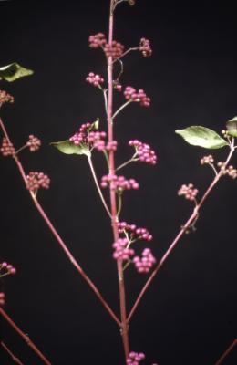 Callicarpa dichotoma (Lour.) K. Koch (purple beautyberry), fruit on branches 
