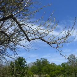 Ginkgo biloba L. (ginkgo), branches (female) 