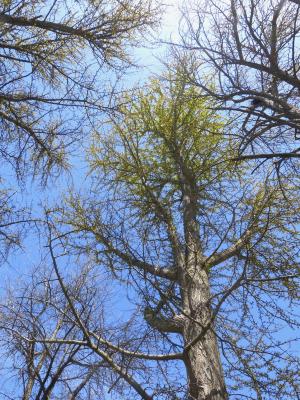 Ginkgo biloba L. (ginkgo), branches (male)