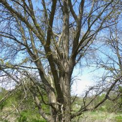 Ginkgo biloba L. (ginkgo), trunk, branches (male)