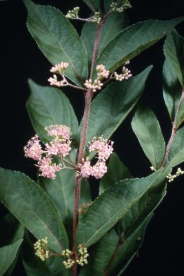 Callicarpa dichotoma (Lour.) K. Koch (purple beautyberry), flowers and leaves on branch 