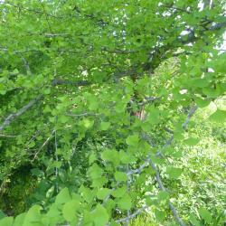 Ginkgo biloba L. (ginkgo), branches with leaves (female)