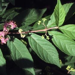 Callicarpa dichotoma (Lour.) K. Koch (purple beautyberry), flowers and leaves