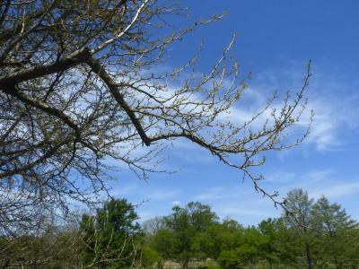 Ginkgo biloba L. (ginkgo), branches (female) 