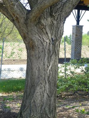 Ginkgo biloba L. (ginkgo), bark, trunk (female)