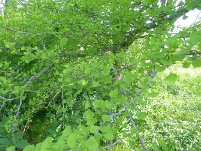 Ginkgo biloba L. (ginkgo), branches with leaves (female)