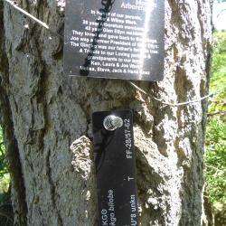 Ginkgo biloba L. (ginkgo), 67-U*8, plant tag and memorial plaque 
