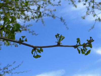 Ginkgo biloba L. (ginkgo), flowers on branch (male)
