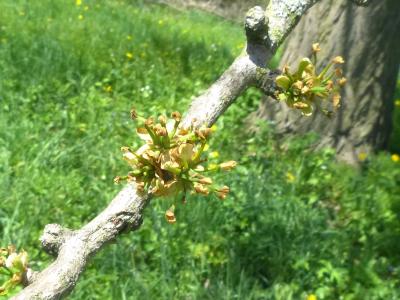 Ginkgo biloba L. (ginkgo), flowers on branch (female)