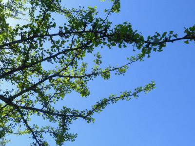 Ginkgo biloba L. (ginkgo), branches (male)