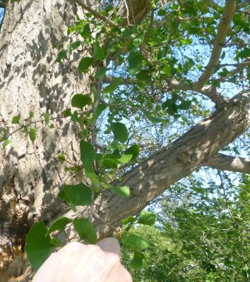 Ginkgo biloba L. (ginkgo), branch with leaves (male)