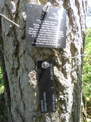 Ginkgo biloba L. (ginkgo), 67-U*8, plant tag and memorial plaque 