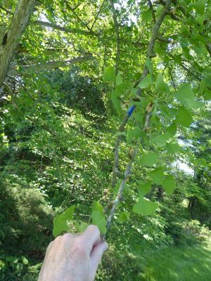 Ginkgo biloba L. (ginkgo), leaves on branch (male)