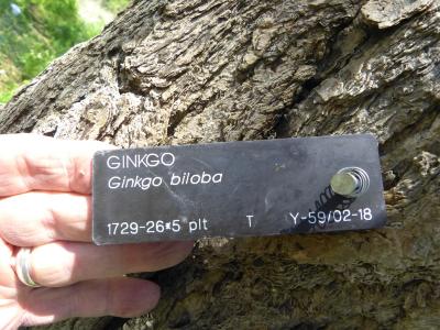 Ginkgo biloba L. (ginkgo), 1729-26*5, plant tag