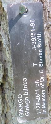 Ginkgo biloba L. (ginkgo), 1729-26*1, plant tag