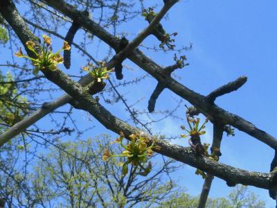 Ginkgo biloba L. (ginkgo), flowers on branches