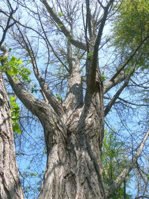 Ginkgo biloba L. (ginkgo), trunk, branches (male)