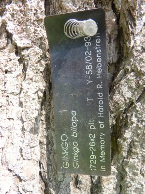 Ginkgo biloba L. (ginkgo), 1729-26*2, plant tag