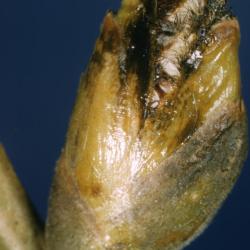 Populus deltoides (eastern cottonwood), catkin bud