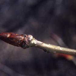 Populus deltoides (eastern cottonwood), twig and buds