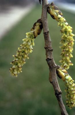 Populus deltoides (eastern cottonwood), twig with female catkins