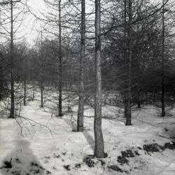 Forest trees in a line in winter