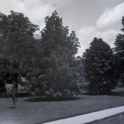 Carya ovata  (shagbark hickory), view from beyond path