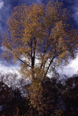 Populus deltoides (eastern cottonwood)