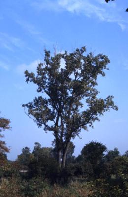 Populus deltoides (eastern cottonwood), fall